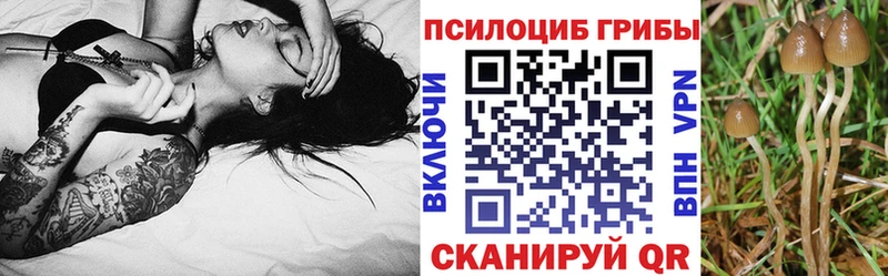 Псилоцибиновые грибы Magic Shrooms  Купить где  Кедровый 